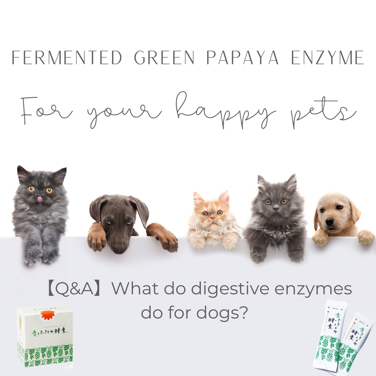 【Q&A】What do digestive enzymes do for dogs? Fermented Green Papaya Enzyme