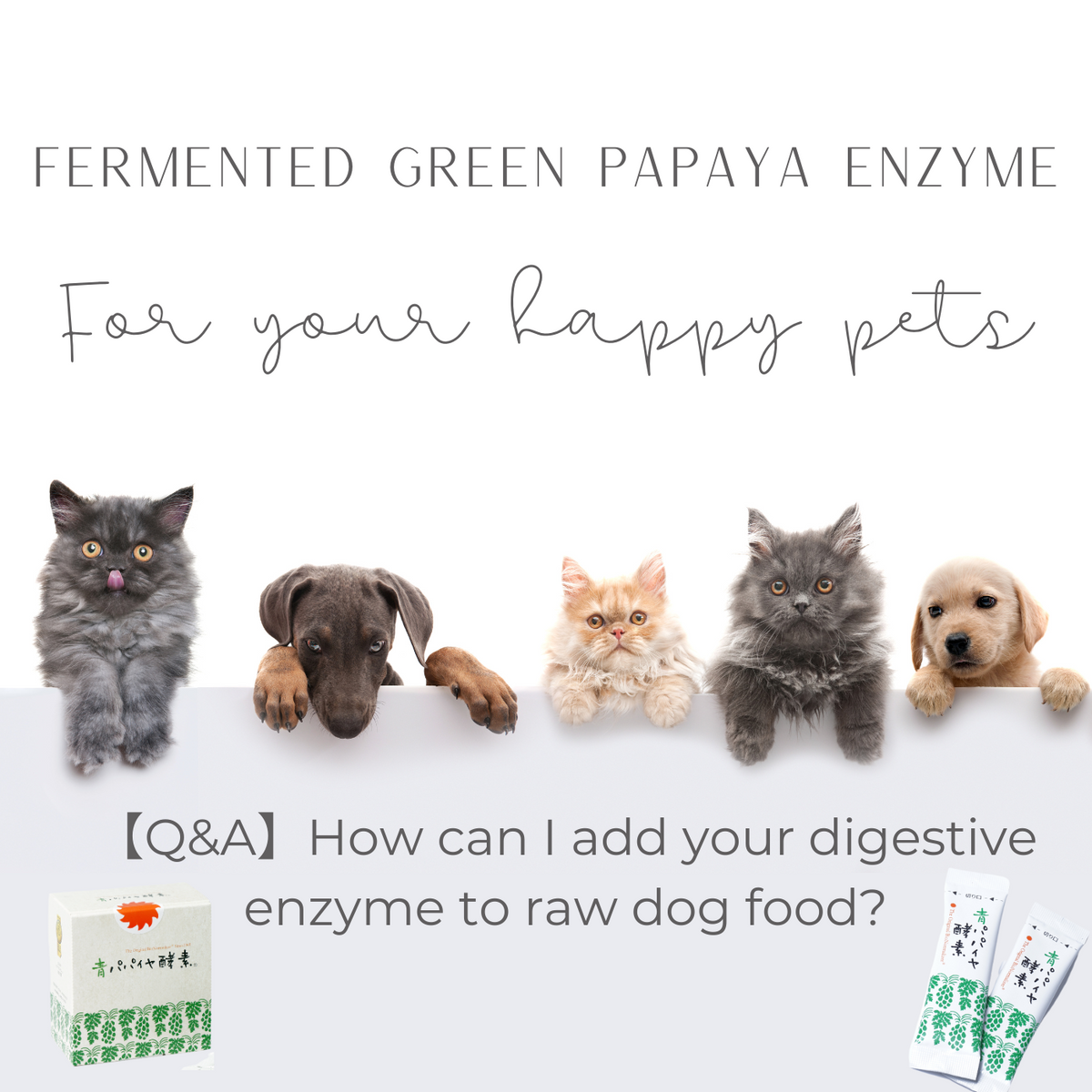 【Q&A】How can I add your digestive enzyme to raw dog food? Fermented