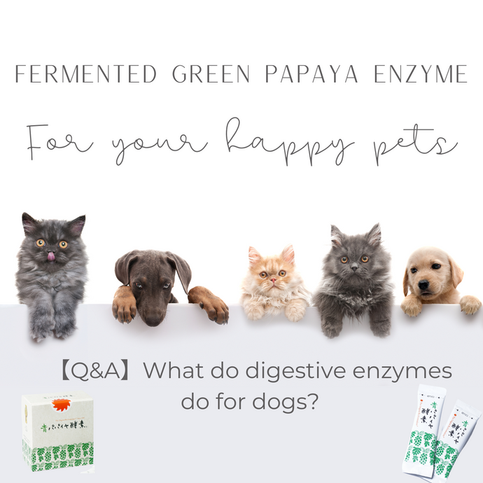 【Q&A】What do digestive enzymes do for dogs?